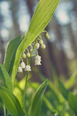 Tender spring lilies of the valley among the forestの写真素材