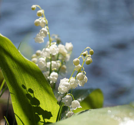 Bouquet of white lilies of the valley on the background of the lakeの写真素材