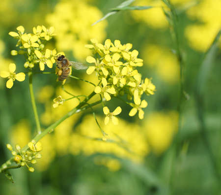 Small bee collecting pollen on a yellow flowerの写真素材