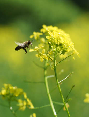 Small bee collecting pollen on a yellow flower