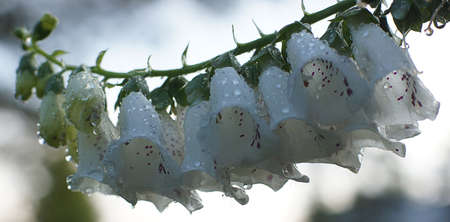 Delicate white bells lined up on a branch.の写真素材