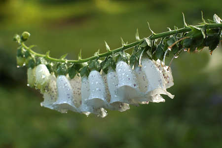 Flower with white delicate bells on a background of greenery.の写真素材