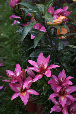 Garden lily of bright pink color in summer.の写真素材