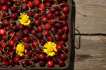 A tray with ripe cherries and bright yellow flowers.の写真素材