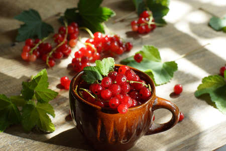 The mug is filled with red currant berries.の写真素材