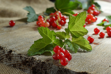 Bunches of red currants with leaves lie on a board.の写真素材