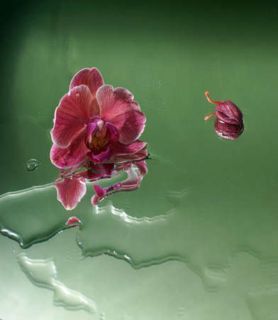 Red orchid flower on a green background with puddles of from waterの写真素材