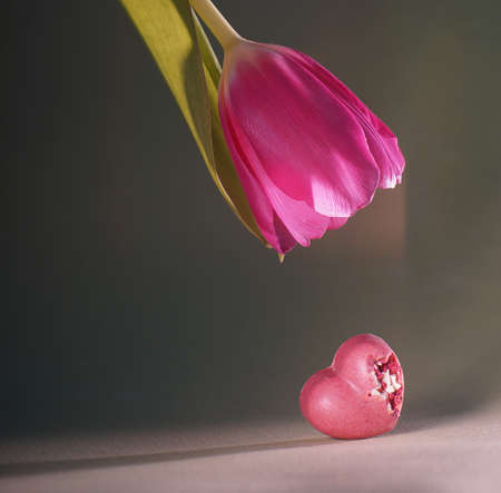pink tulip bent over pink heart shaped chocolate candyの写真素材