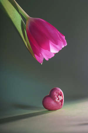 Pink tulip bud bent over pink heart-shaped candyの写真素材