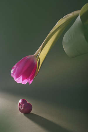 Pink tulip bud bent over pink heart-shaped candyの写真素材
