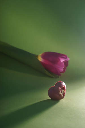 Pink tulip bud bent over pink heart-shaped candyの写真素材