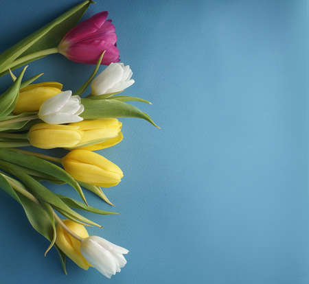 Bouquet of tulips on a blue backgroundの写真素材