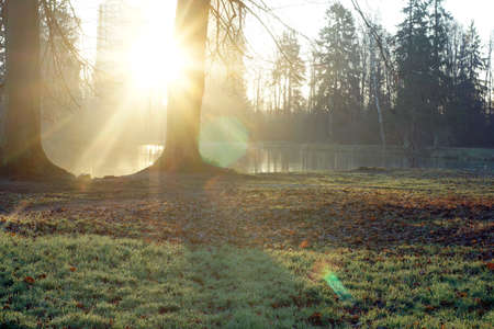 The sun peeps out from behind the tree trunks on the lake in late autumn.