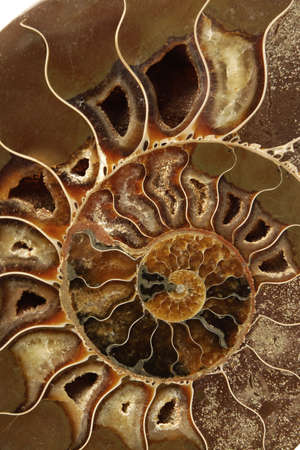 A shell from ancient times, frozen in stone.の写真素材