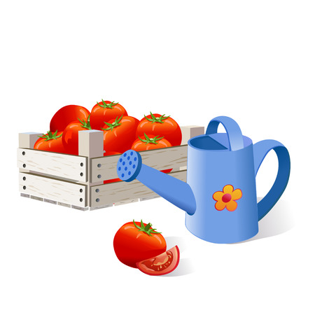 tomatoes in a box, watering, harvest.のイラスト素材