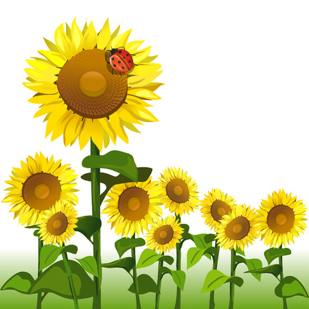 sunflowers and ladybird isolated. のイラスト素材