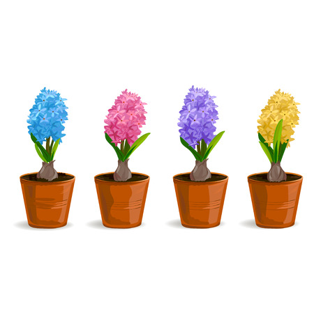 set hyacinth flower in a pot. vector illustrationのイラスト素材