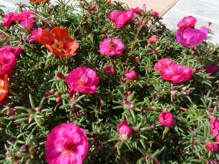 Portulaca grandiflora in full bloom and a bee の写真素材