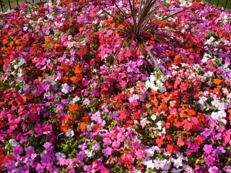 A vivid carpet of sping flowers in full bloomの写真素材