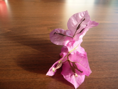 Dry bougainvillea blooms closeupの写真素材