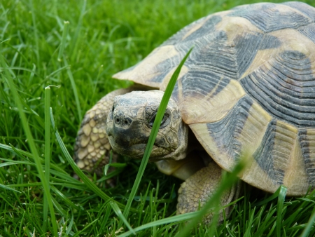 A closeup of a turtle amidst grassの写真素材