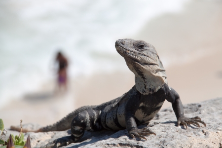 Lizard on a rockの写真素材