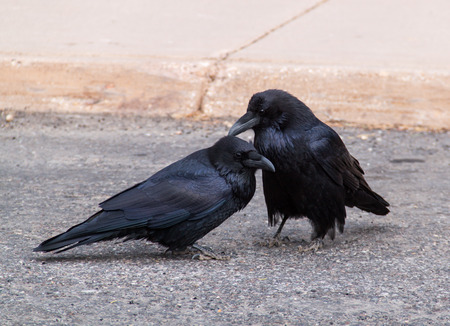 two ravens sitting on a road nearの写真素材