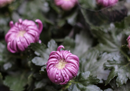 Pink chrysanthemum in bud