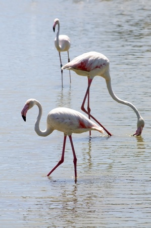 Flamingos or flamingoes are gregarious wading birds in the genus Phoenicopterus and family Phoenicopteridae. The Camargue is located south of Arles, France, between the Mediterranean Sea and the two arms of the River RhÃ´ne delta.の写真素材