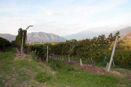 Grapevine rows - Italy, Franciacortaの写真素材