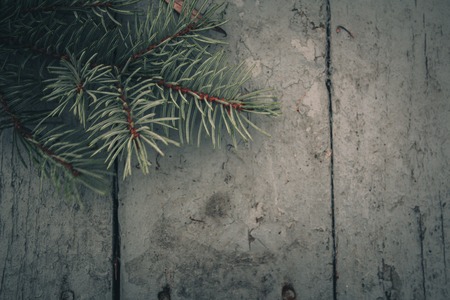 Tree branch on a wooden surface. Natural backgroundの写真素材