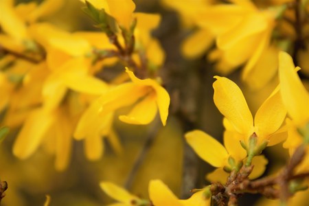Yellow Flowers. Nature Background. Blurred floral backgroundの写真素材