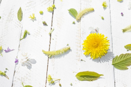 Flowers and buds of trees on a wooden surface. Spring background