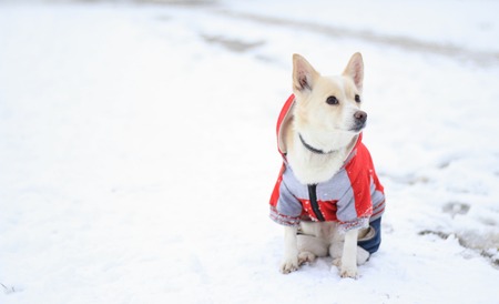Dog in a red jumpsuit. Symbol of the year 2018の写真素材