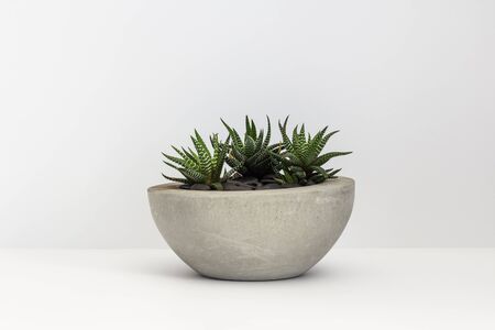 Cacti in a concrete pot. Haworthia on an isolated backgroundの写真素材