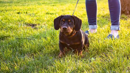 Overexposure of a dachshund mestizo with a temporary residence and a dog walkingの写真素材