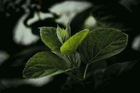 Dark leafy background. Wallpaper plant green leavesの写真素材
