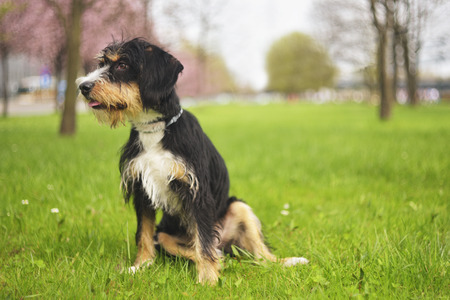 Dog Cool Dogs Having Fun In A Park - Concepts of friendship, pets, togethernessの写真素材