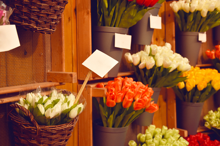 Colorful tulips in Amsterdam flower market. Tulip flowers from Holland for sale, Amsterdam floral market.の写真素材