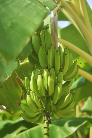 Bunch of ripe bananas on tree. Agricultural plantation at Spain island. Unripe bananas in the jungle close up.の写真素材