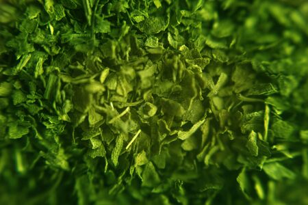 Green Mint Plant Grow Background. Mint in red neon light on blacj background. Mint bush. Grow mint at home in a potの写真素材