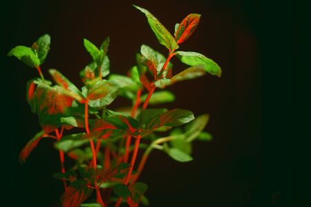 Green Mint Plant Grow Background. Mint in red neon light on blacj background. Mint bush. Grow mint at home in a potの写真素材