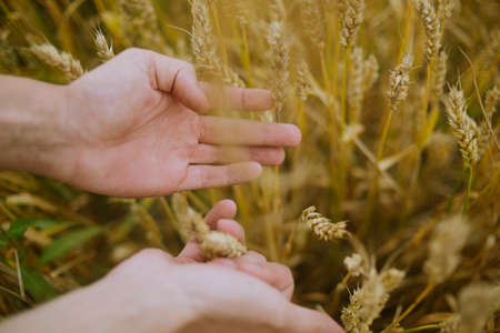 Male hand holding a golden wheat ear in the wheat field. A man's hand gently touches the wheat.の写真素材