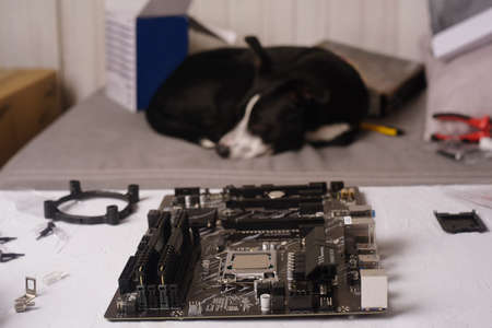 Computer technician installs cooling system of computer. Engineer repairing computer (pc) board. Technician plug in electronic parts on motherboard.Dog sleep boring repairing a computer according to instructions. Unit collection systemの写真素材