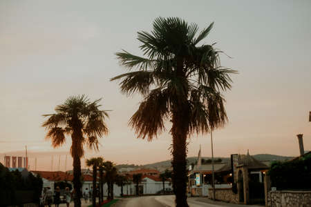 Palm trees on the background of the sunset. Evening city, summer atmosphereの写真素材