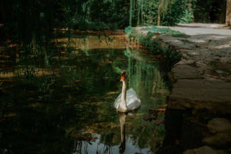 The white swan swims in the pond. Photo of a swan in the park in the waterの写真素材