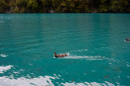 Nice mountain views at Plitvice Lakes Park. Croatia. Ducks and blue lakesの写真素材