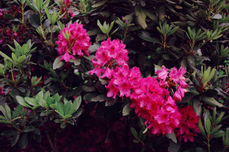 Beautiful pink flowers grow on the tree.の写真素材