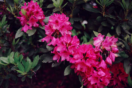 Beautiful pink flowers grow on the tree.の写真素材