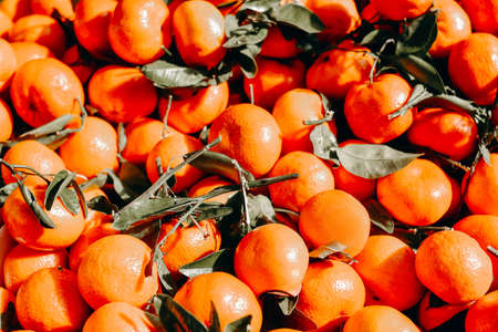 Very bright photo of ripe orange tangerines, fruits, background.の写真素材